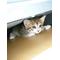 ねこにゃん画像