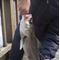 Sea Bass Get Club