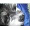 Mix犬オーナー